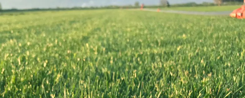 Dört Mevsim Yeşil Çim Torbalı