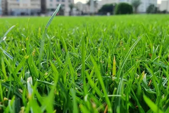Dört Mevsim Yeşil Çim Banner