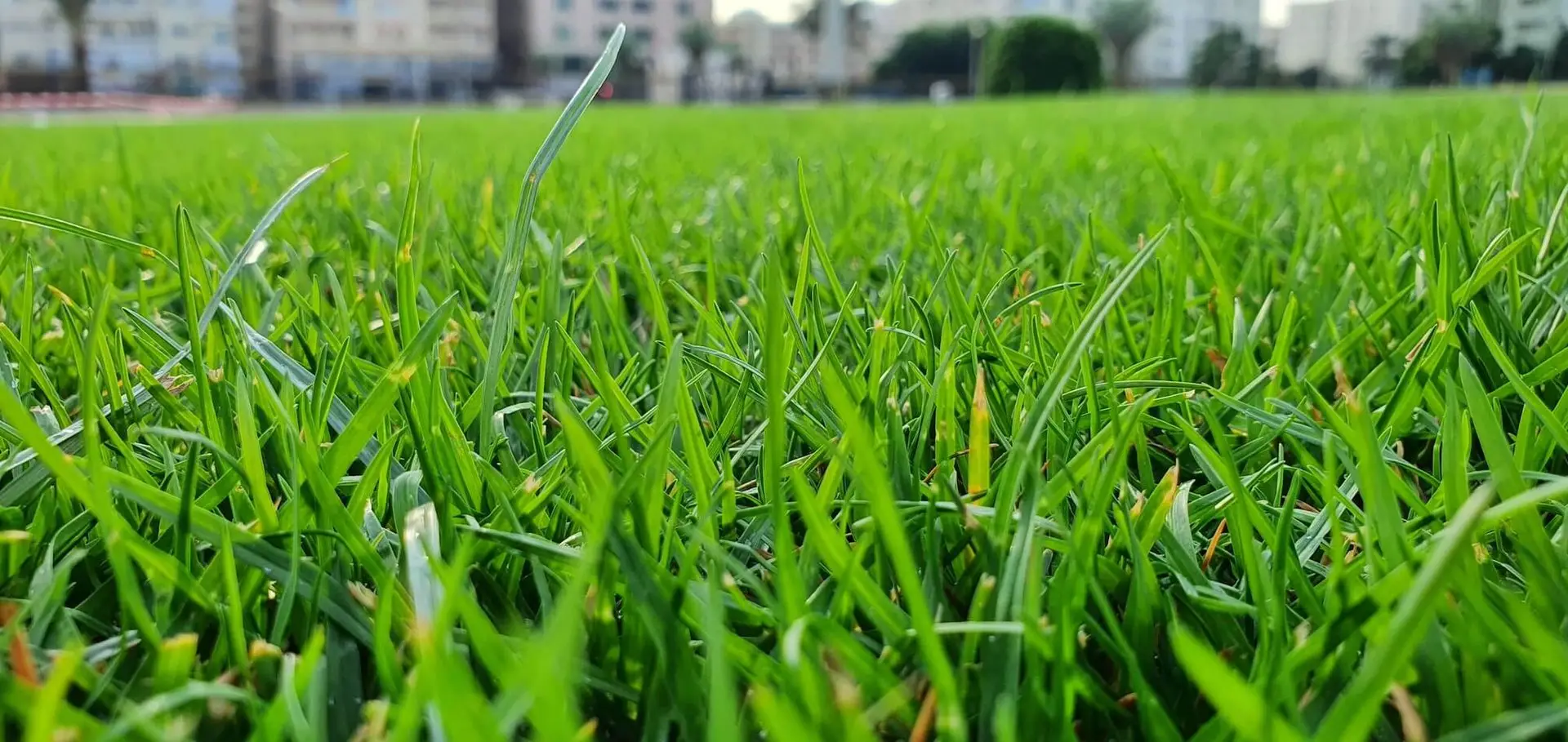 Dört Mevsim Yeşil Çim İzmir