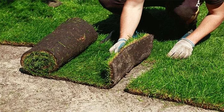 Hazır Rulo Çim Torbalı
