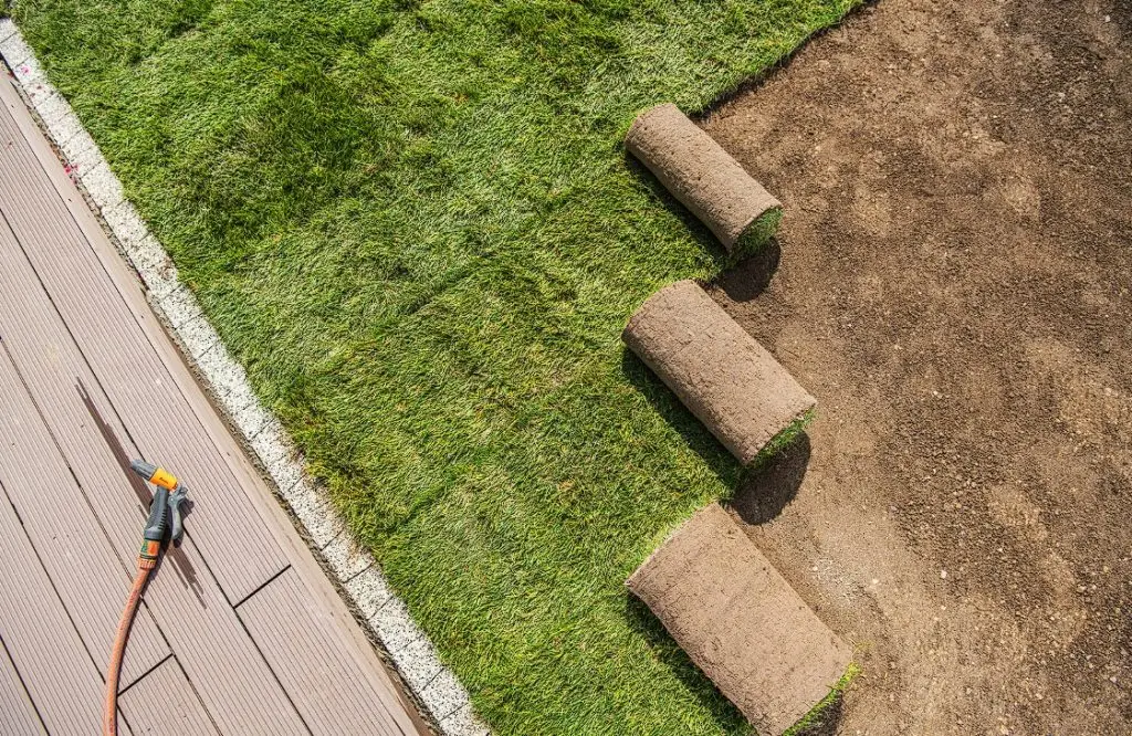 Paspalum Çim İzmir
