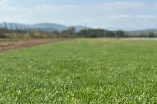 Paspalum Hazır Çim