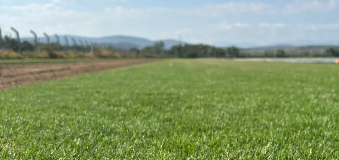 Paspalum Hazır Çim