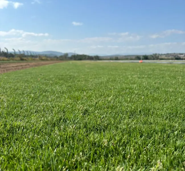 Paspalum Hazır Çim Fiyatı