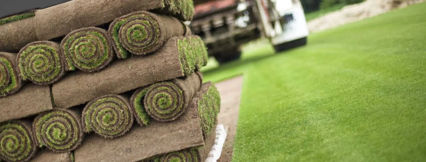 Paspalum Hazır Çim Torbalı