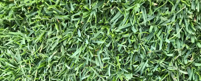 Paspalum Hazır Çim
