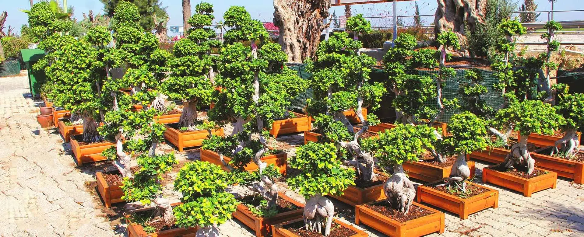 Süs Bitkileri ve Ağaçlar İzmir Fiyat